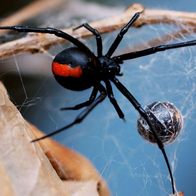 Australian Redback Spider