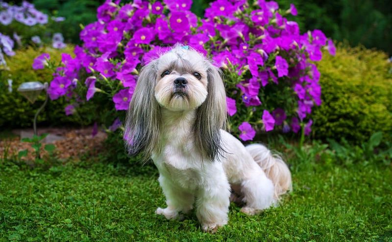 Shih Tzu