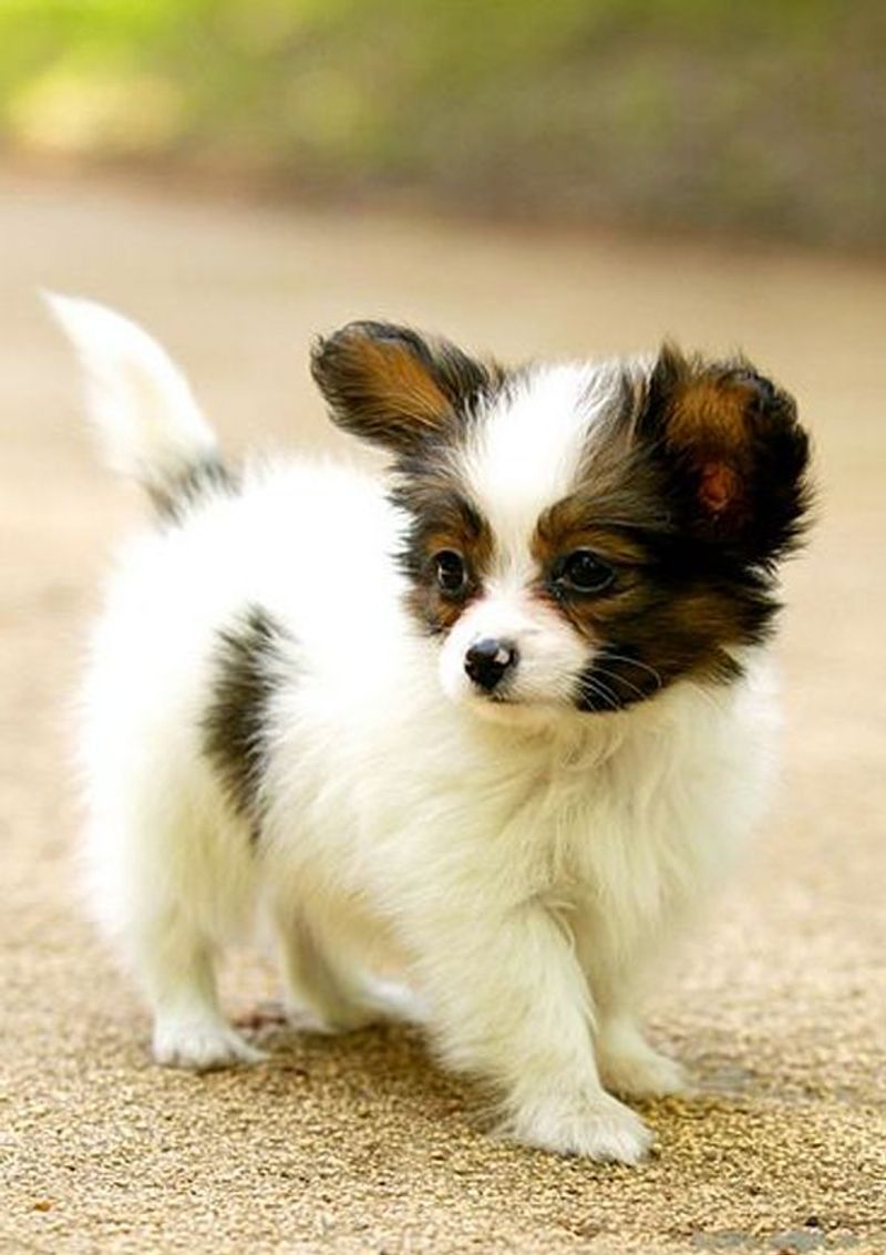 Papillon