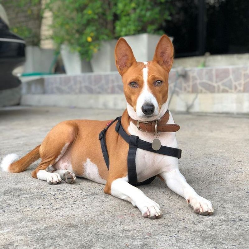 Basenji