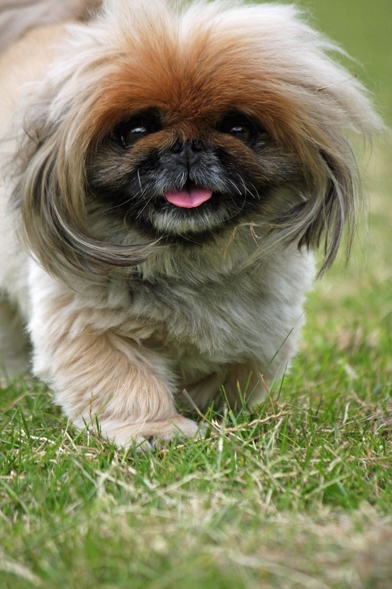 Pekingese