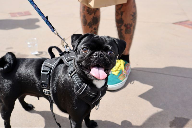 Pug