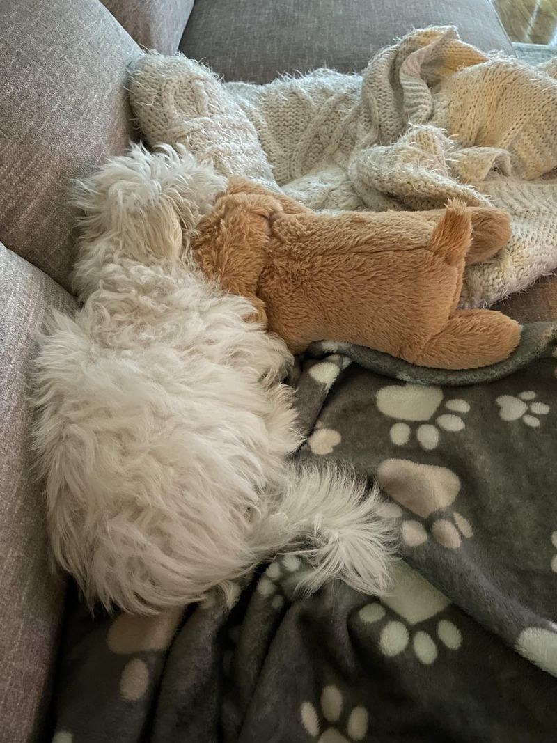 Maltese
