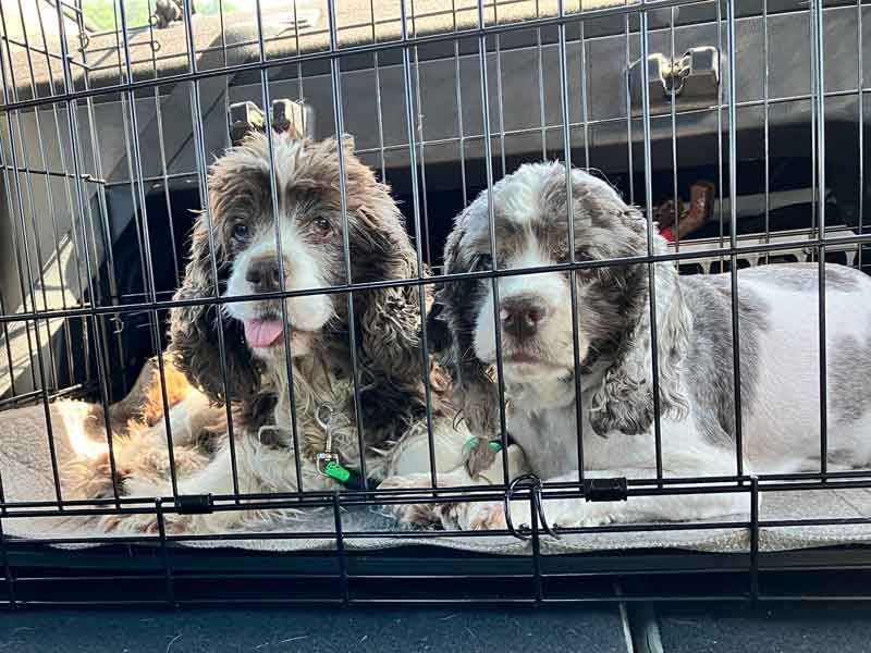 Cocker Spaniel