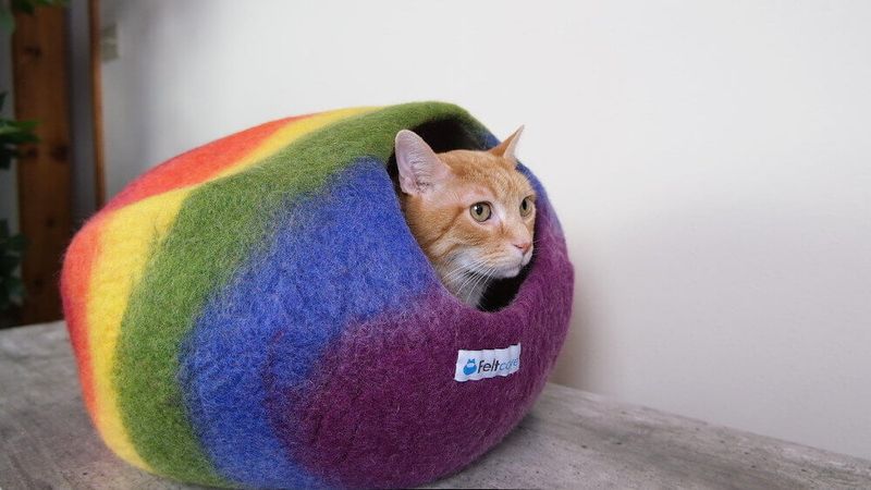 Cat Caves