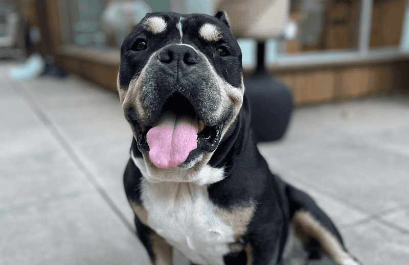 Avoiding Ignoring Breed-Specific Needs