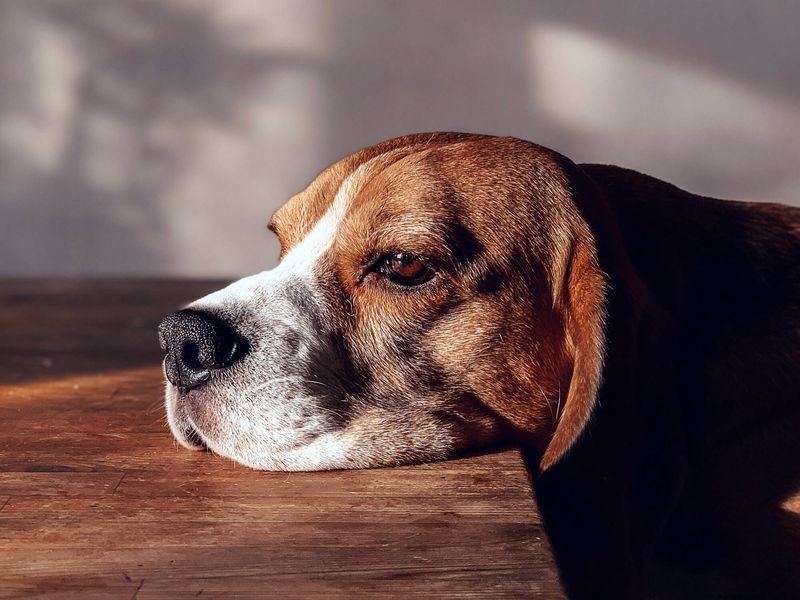Avoiding Leaving Dogs Alone for Long Periods