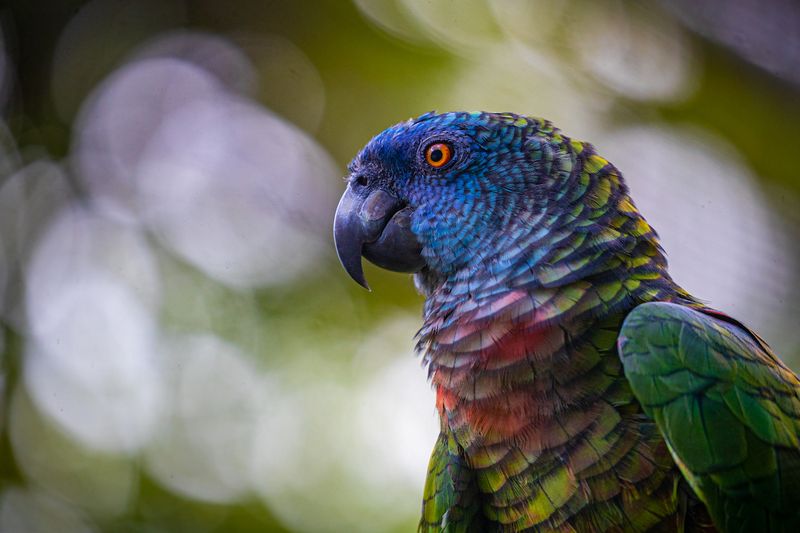 St. Lucia Parrot