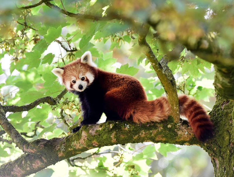 Red Panda