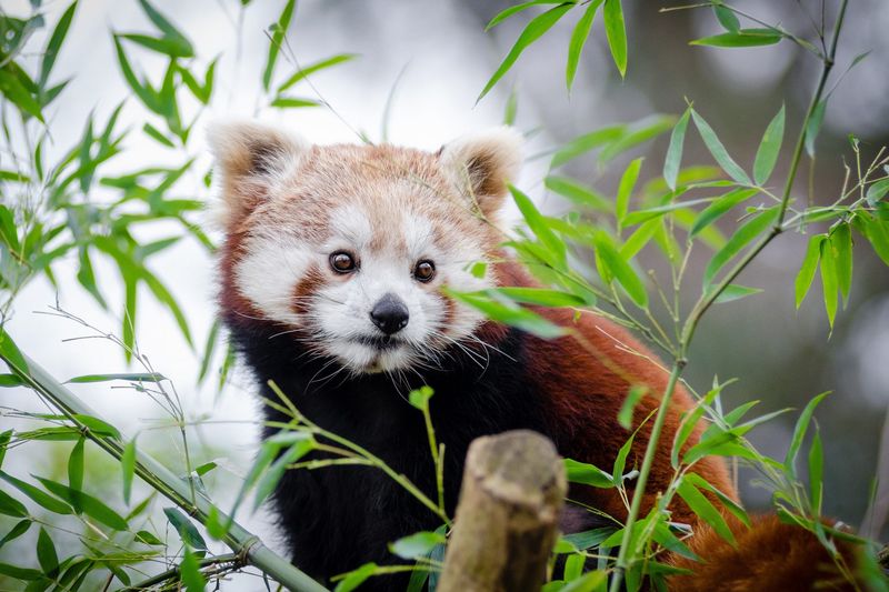 Red Panda