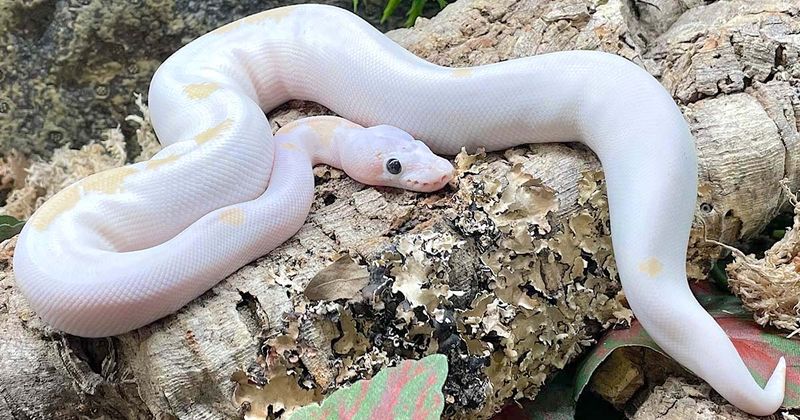 Ball Python