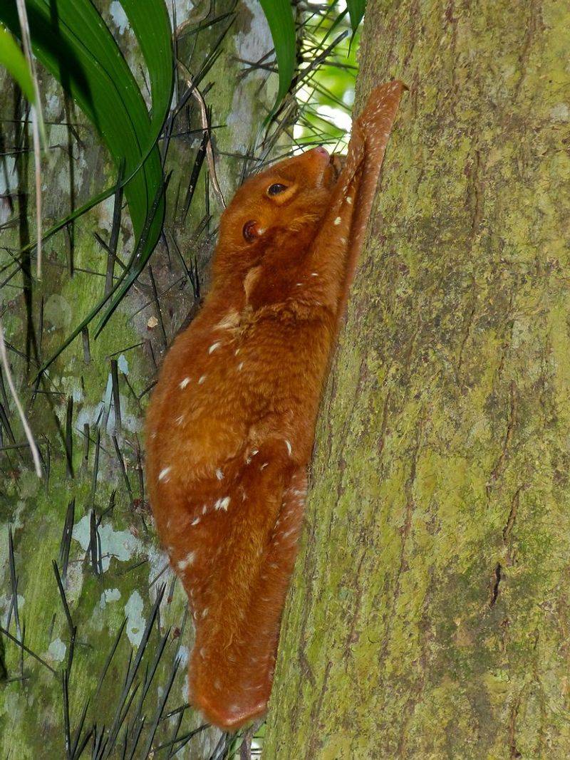 Sunda Colugo