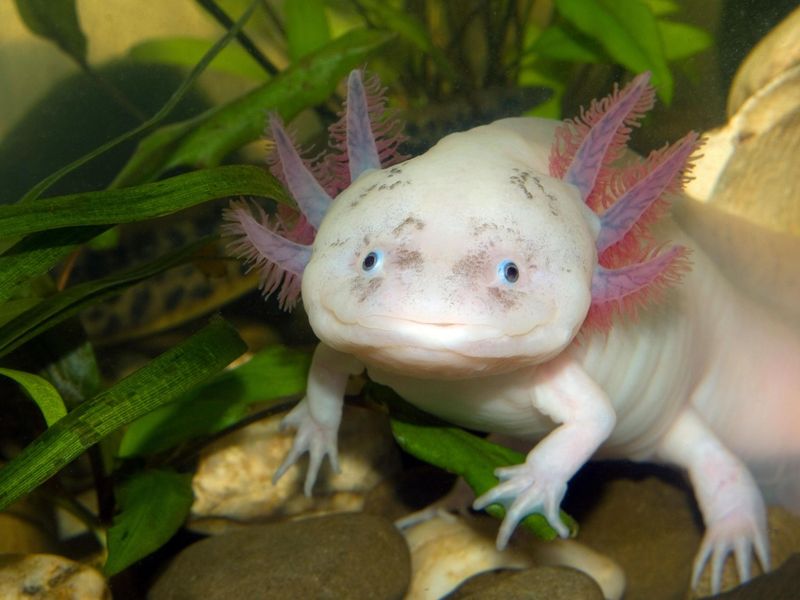 Axolotl