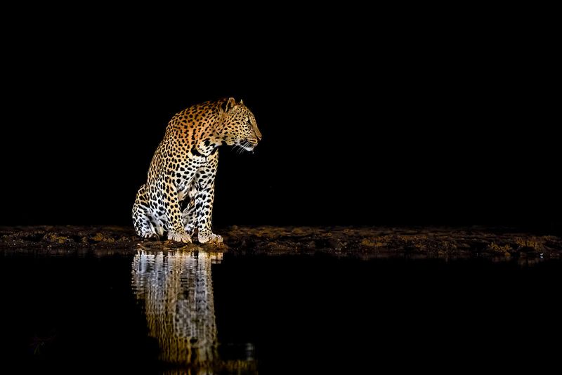 Leopard