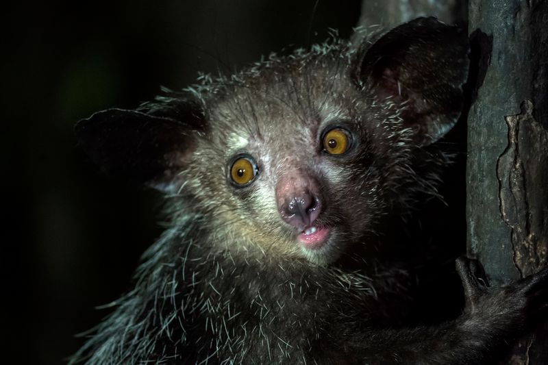 Aye-Aye