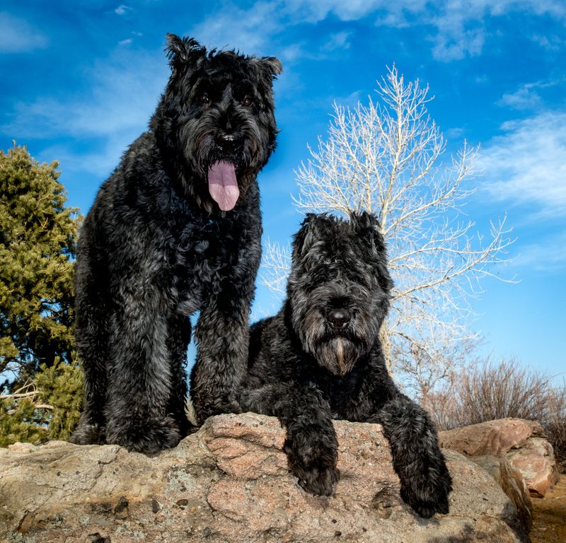 Bouvier des Flandres