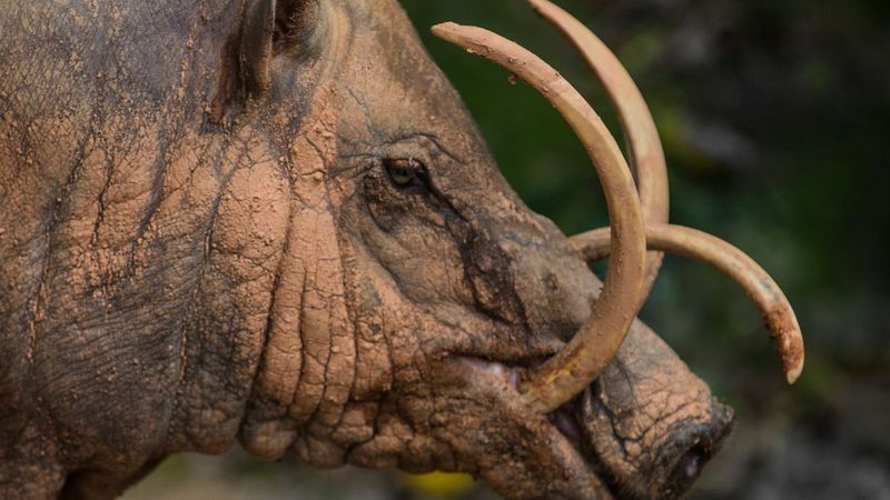 Babirusa