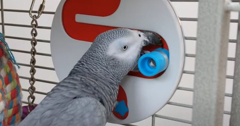 African Grey Parrots' Puzzle Solving
