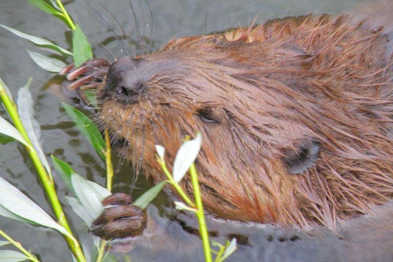 Beavers