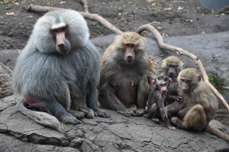 Baboons