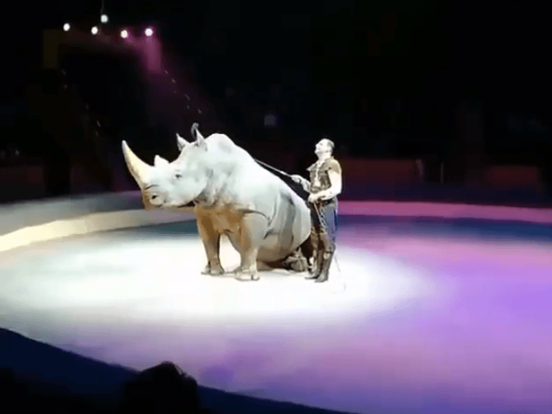 Rhinoceroses