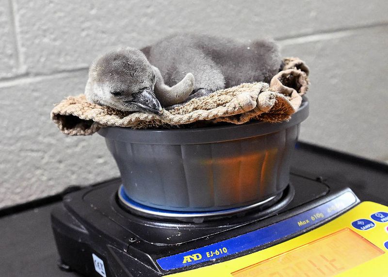 Brookfield Zoo Additions