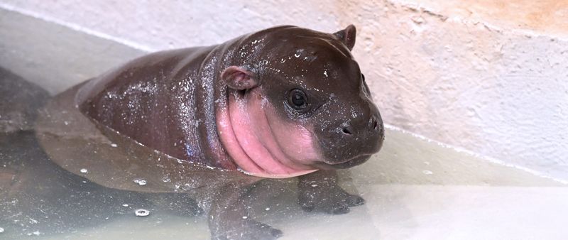 Pygmy Hippo “Poppy”
