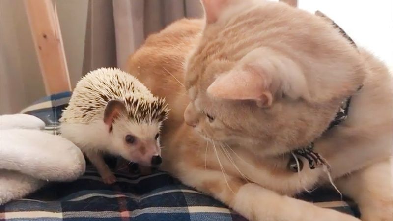 Mother Cat & Baby Hedgehog