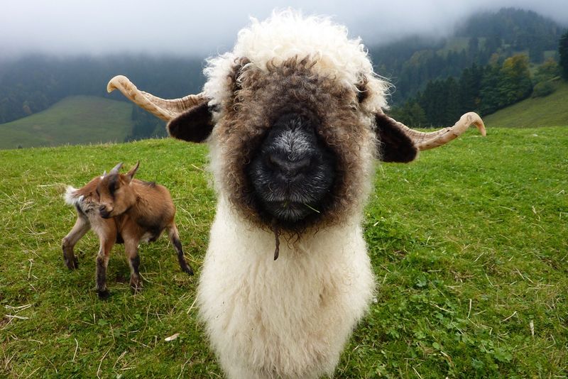 Valais Blacknose