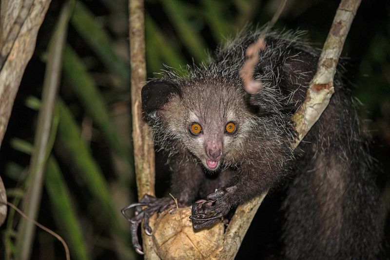 Aye-Aye