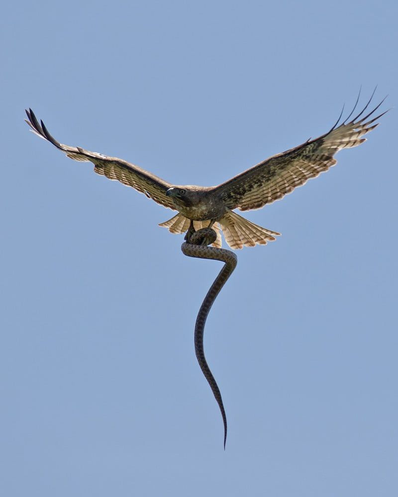Red-tailed Hawk & Eagles