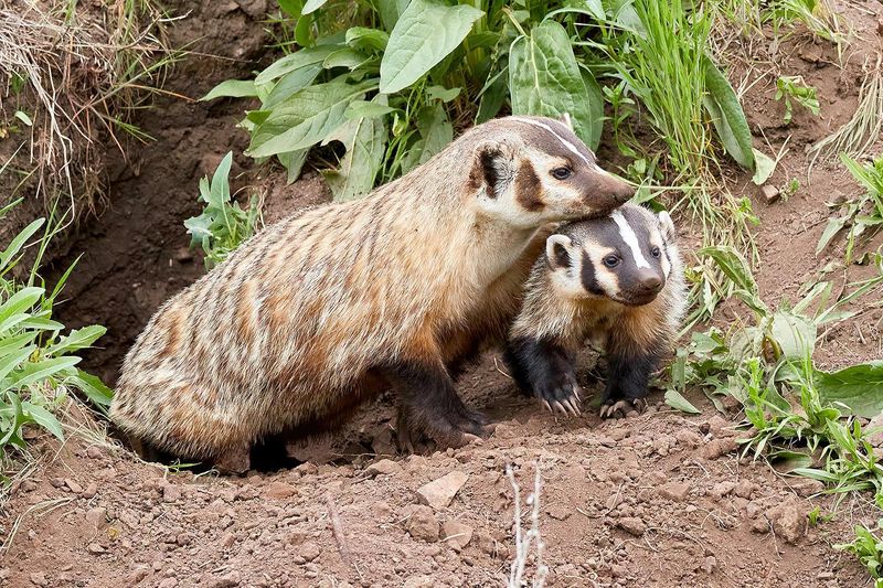 Badger