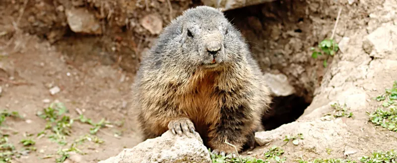 Alpine Marmot