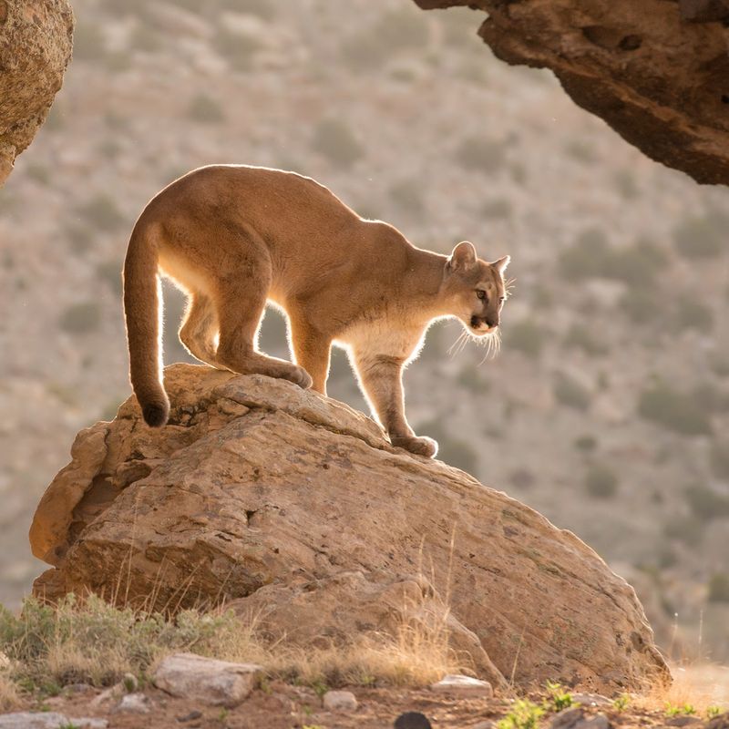 Great Basin National Park
