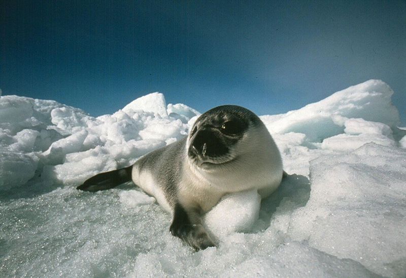 Hooded Seal