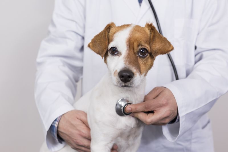 Regular Veterinary Check-Ups