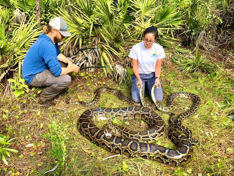Future of Python Management