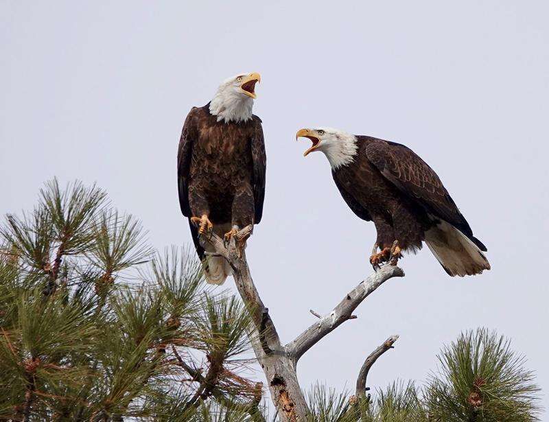 Bald Eagle