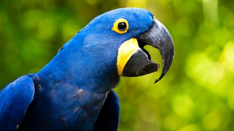 Large Macaws (e.g., Hyacinth Macaw)