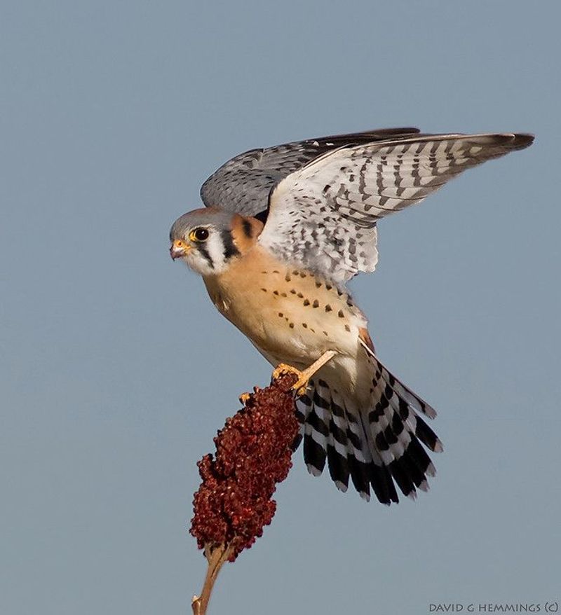 American Kestrel