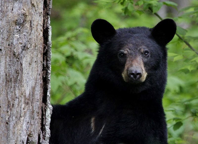 American Black Bear