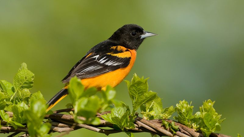 Oriole
