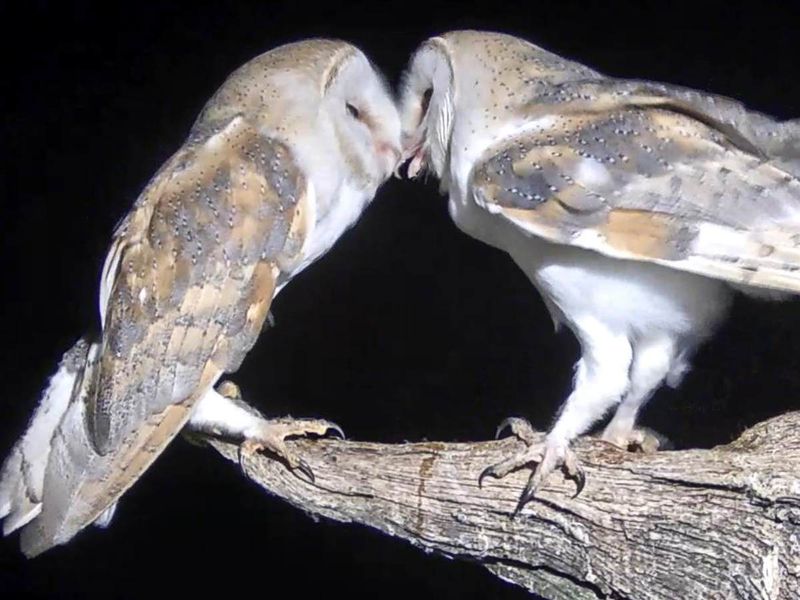 Barn Owl