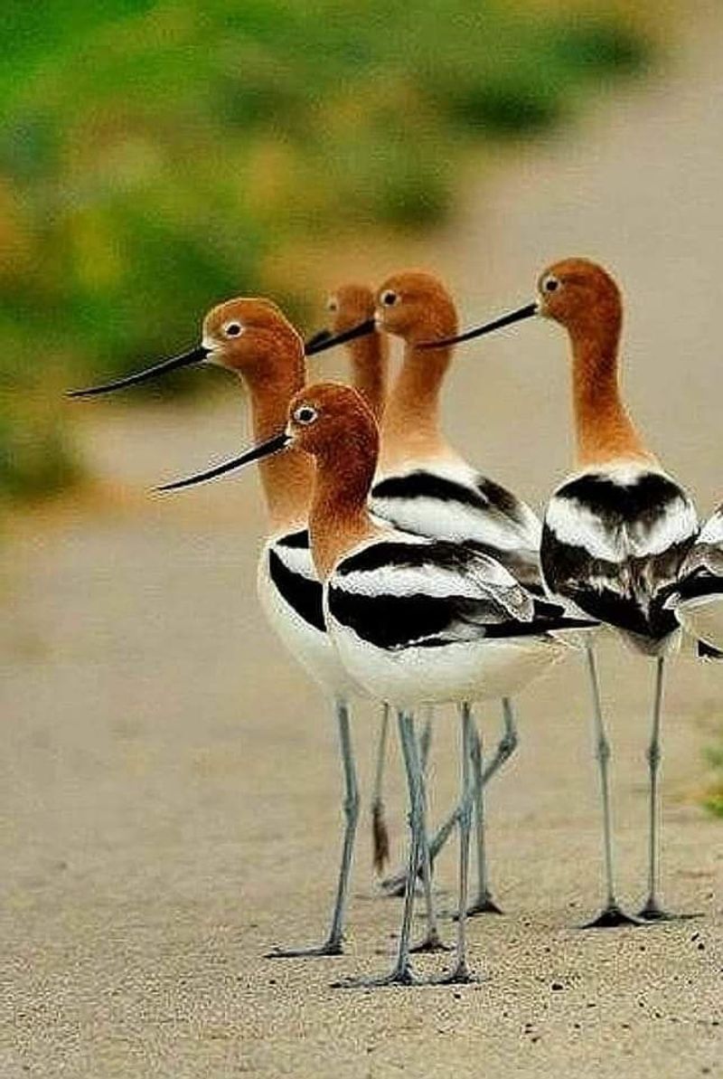American Avocet