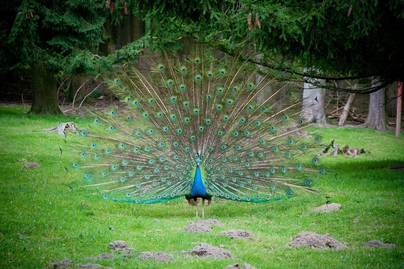 Peacock