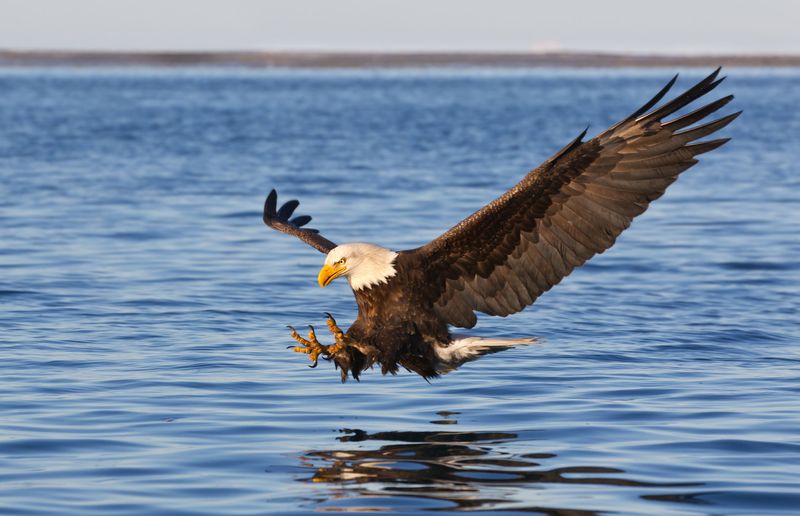 Bald Eagle