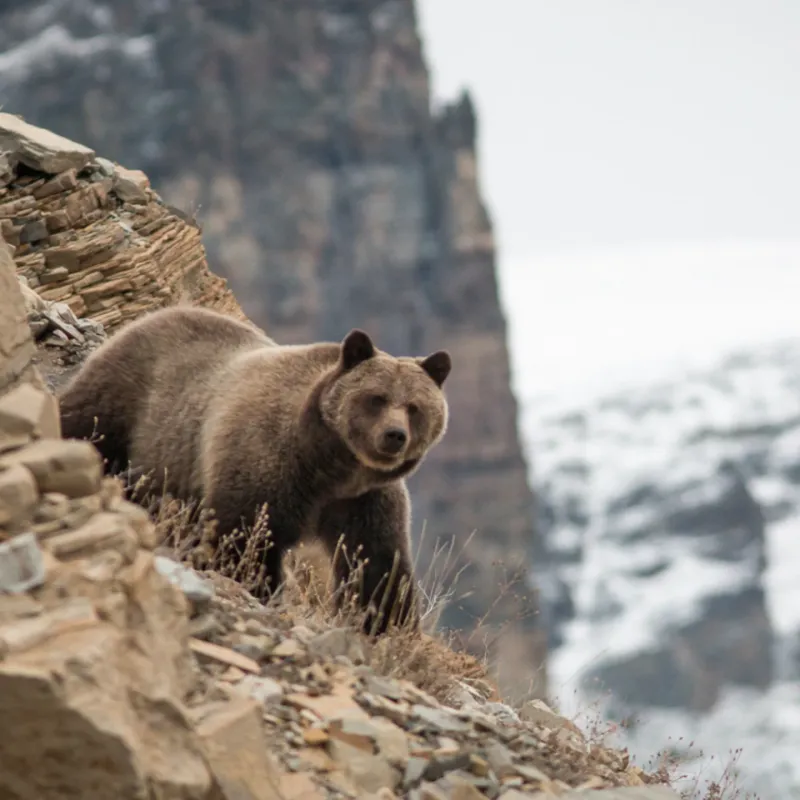 Grizzly Bear