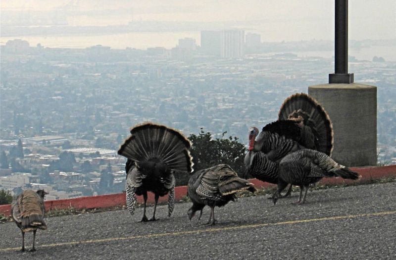Turkeys