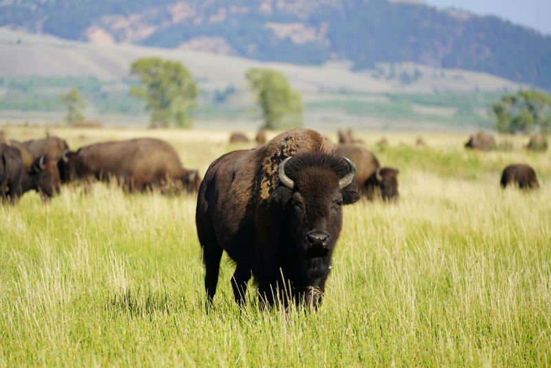 American Bison