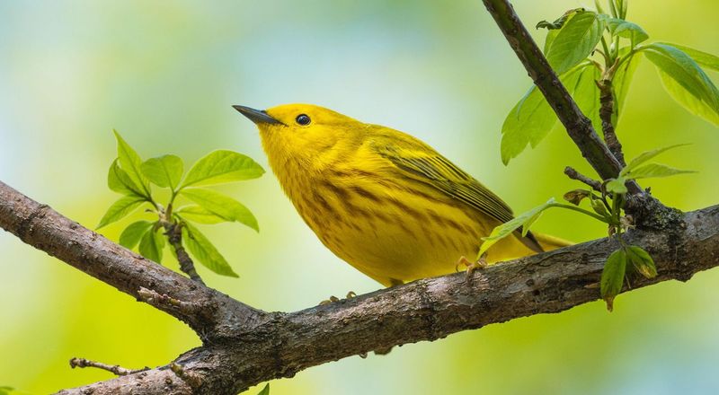 Migratory Birds